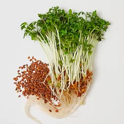 Семена "Моя микрозелень" Кресс-салат