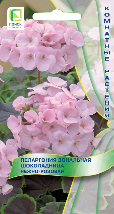 Пеларгония зональная Шоколадница Нежно-розовая 