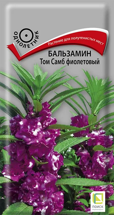 Бальзамин Том Самб фиолетовый (Поиск)
