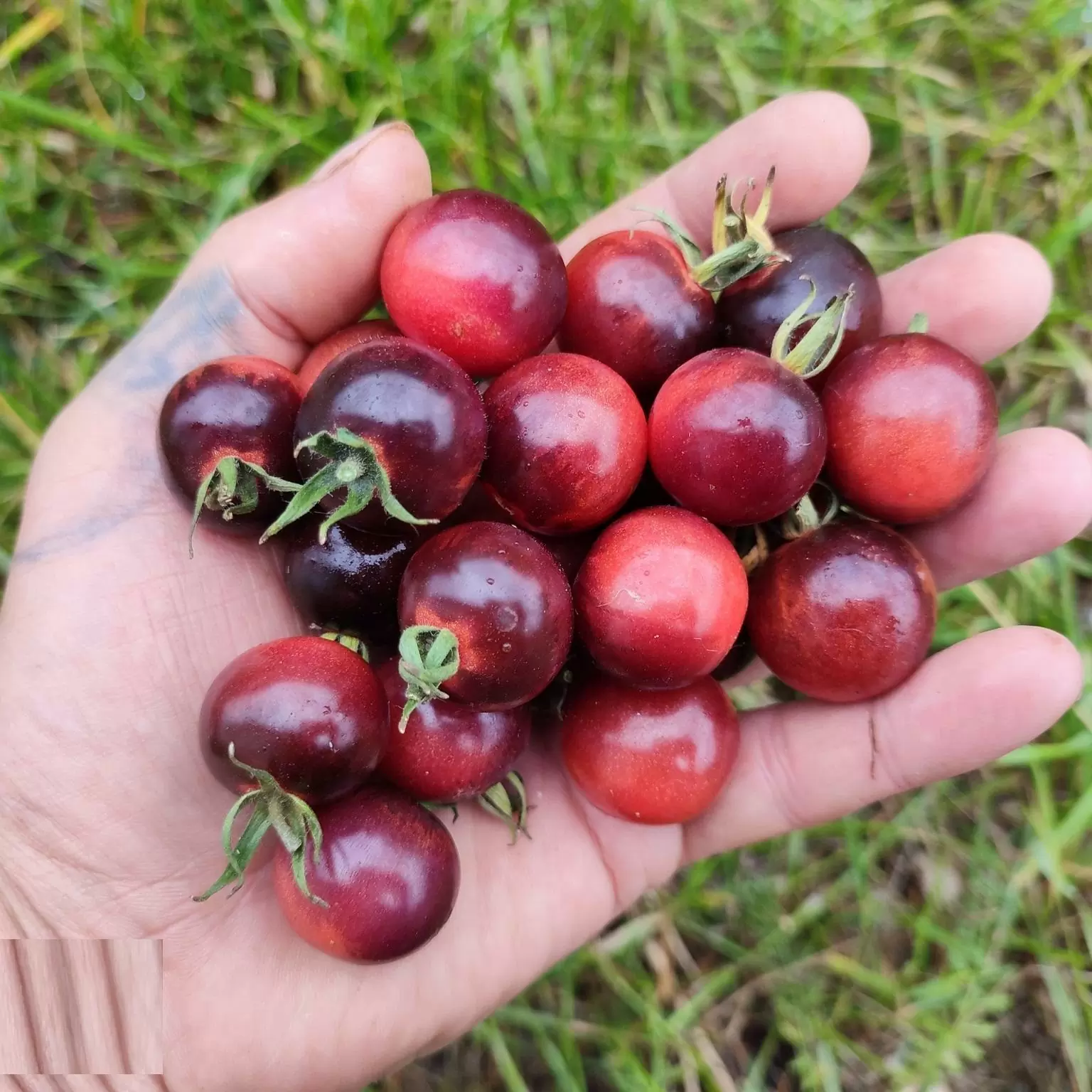 Томат Индиго черника (Indigo Blue Berries)