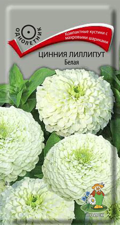 Цинния лиллипут Белая