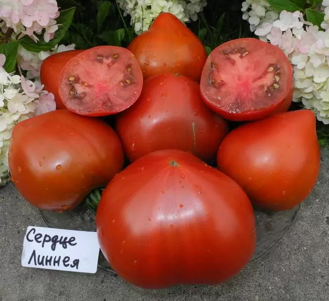 Томат Линнея сердце (Linnaeus Heart)