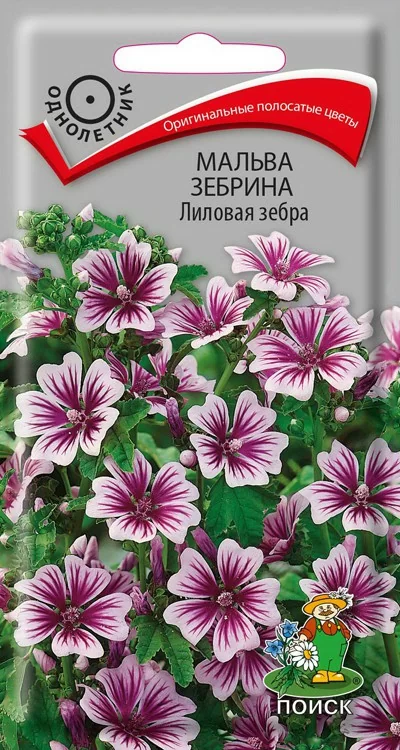 Мальва зебрина Лиловая зебра 