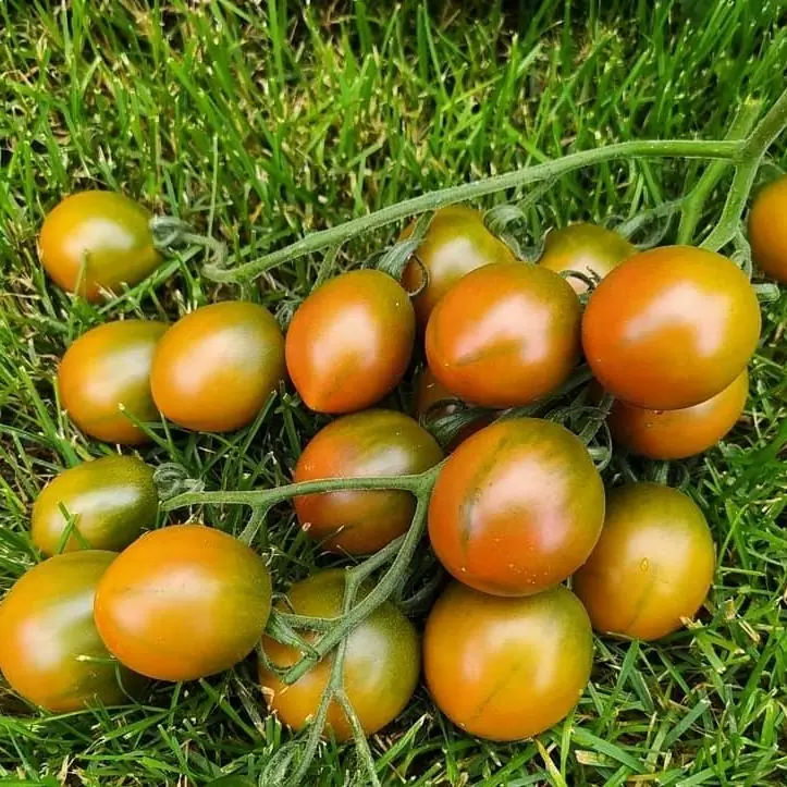 Томат Злая маслина (Olive evil)