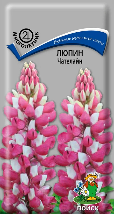 Люпин Чателайн (декоративный)