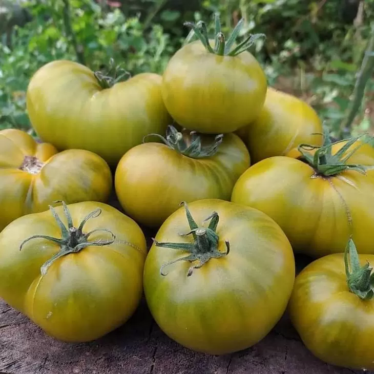 Томат Зелёный Чероки (Cherokee green)