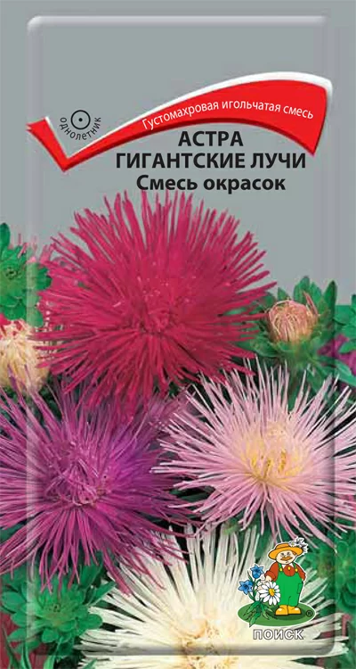 Астра Гигантские лучи Смесь окрасок (Поиск)