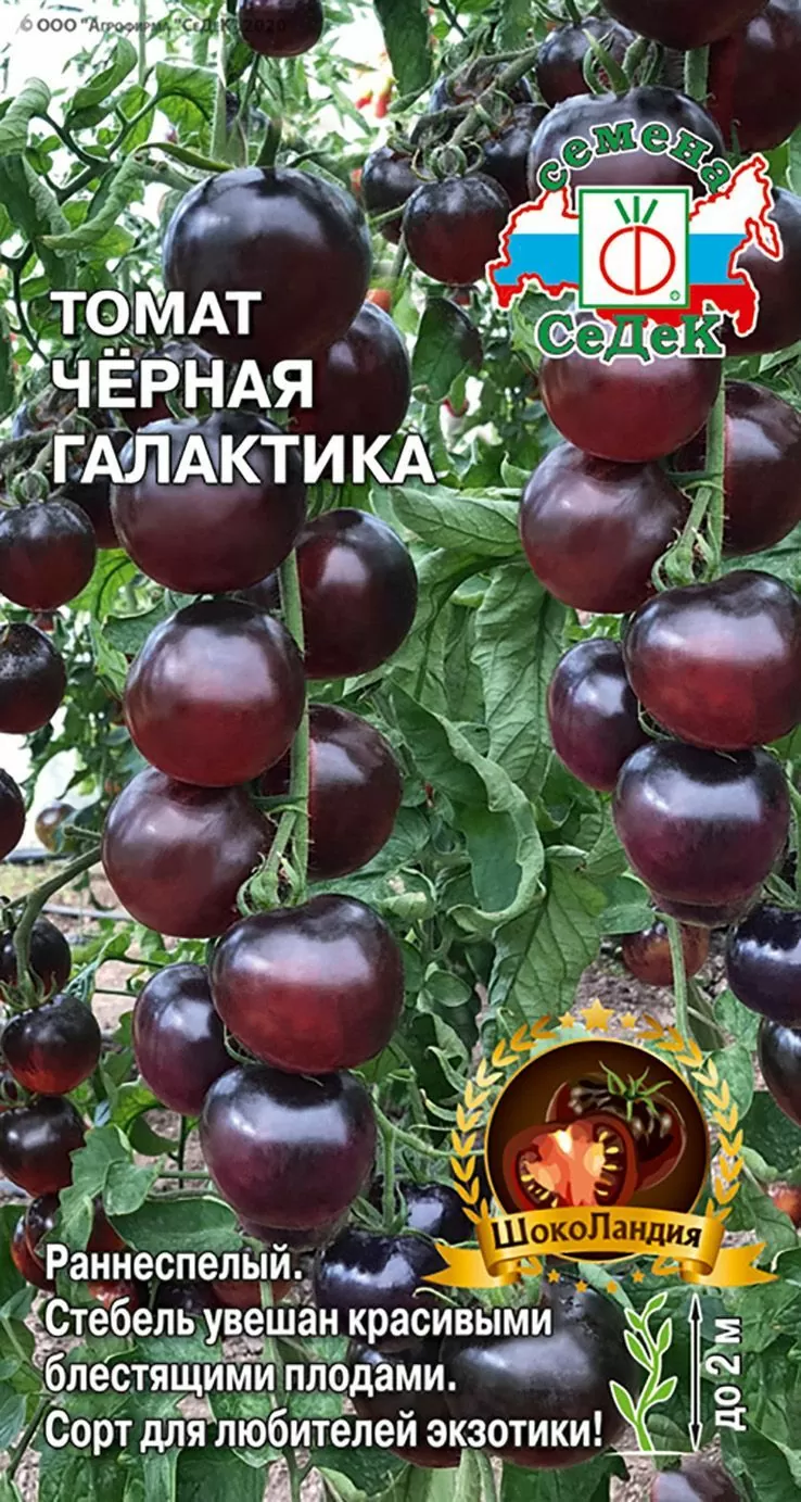 Томат Черная Галактика