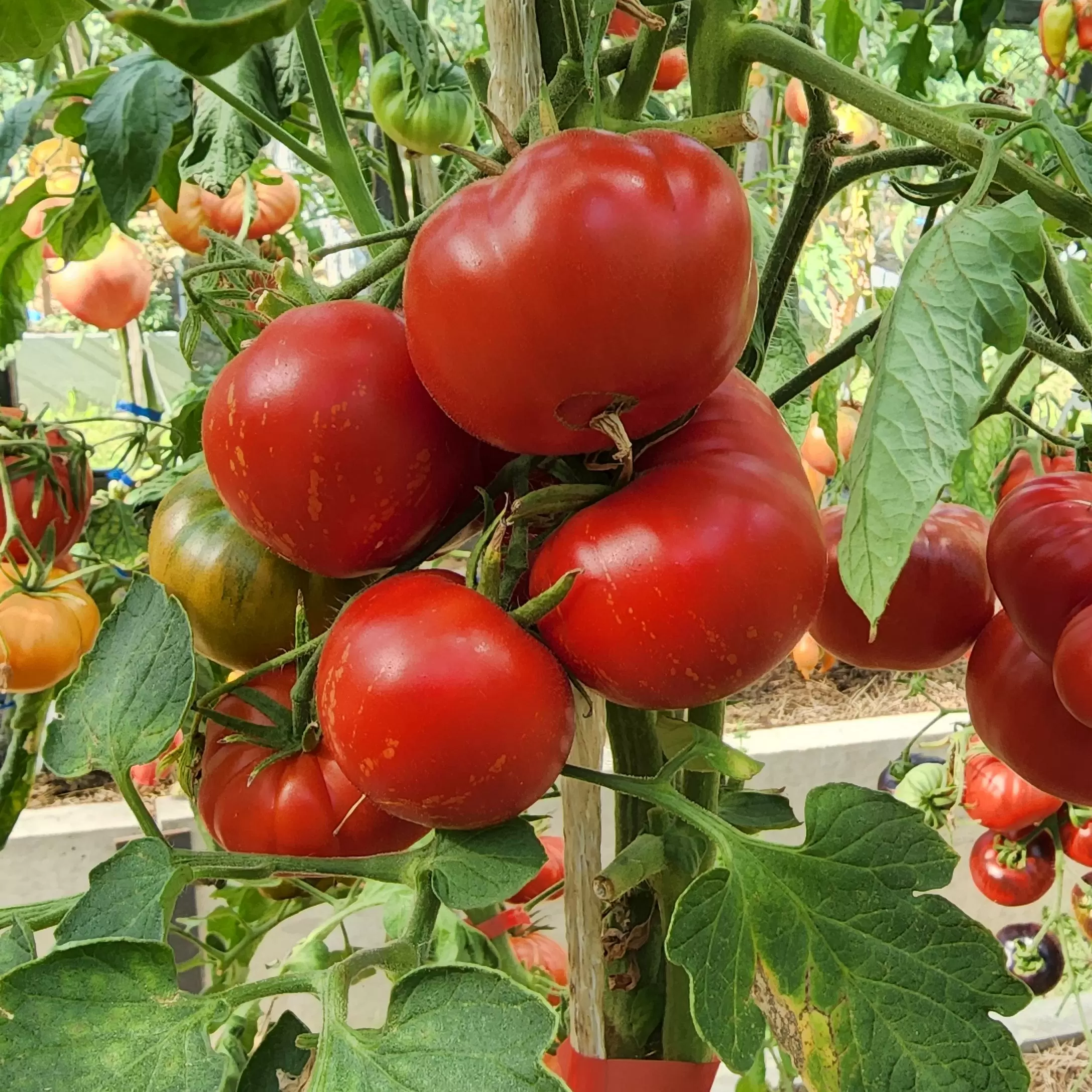 Томат Марманде де Монпелье (Marmande de Montpellier)