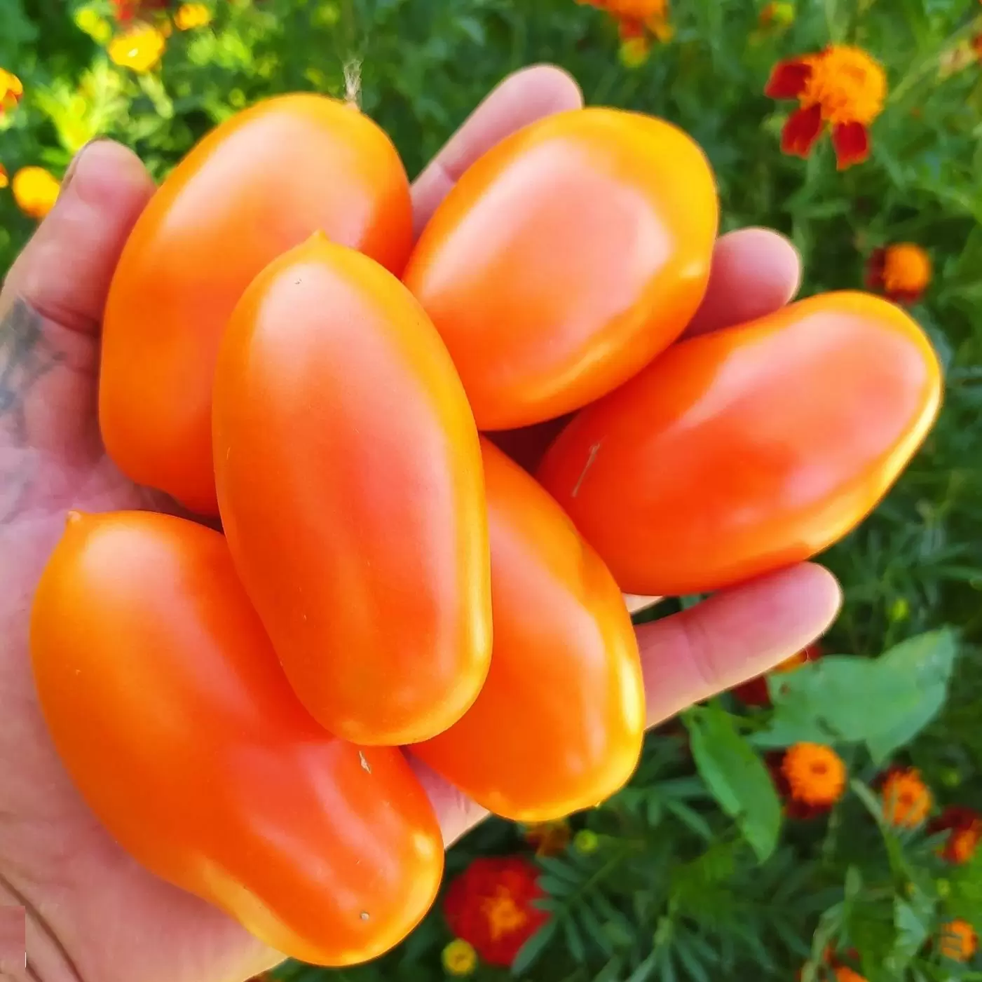 Томат Оранжевый капрезе (Orange caprese)