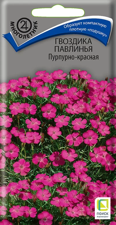 Гвоздика Павлинья Пурпурно-красная (Поиск)