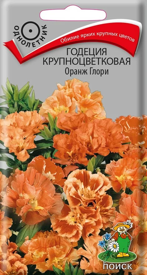 Годеция крупноцветковая Оранж Глори 