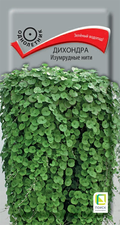 Дихондра Изумрудные нити (Поиск)