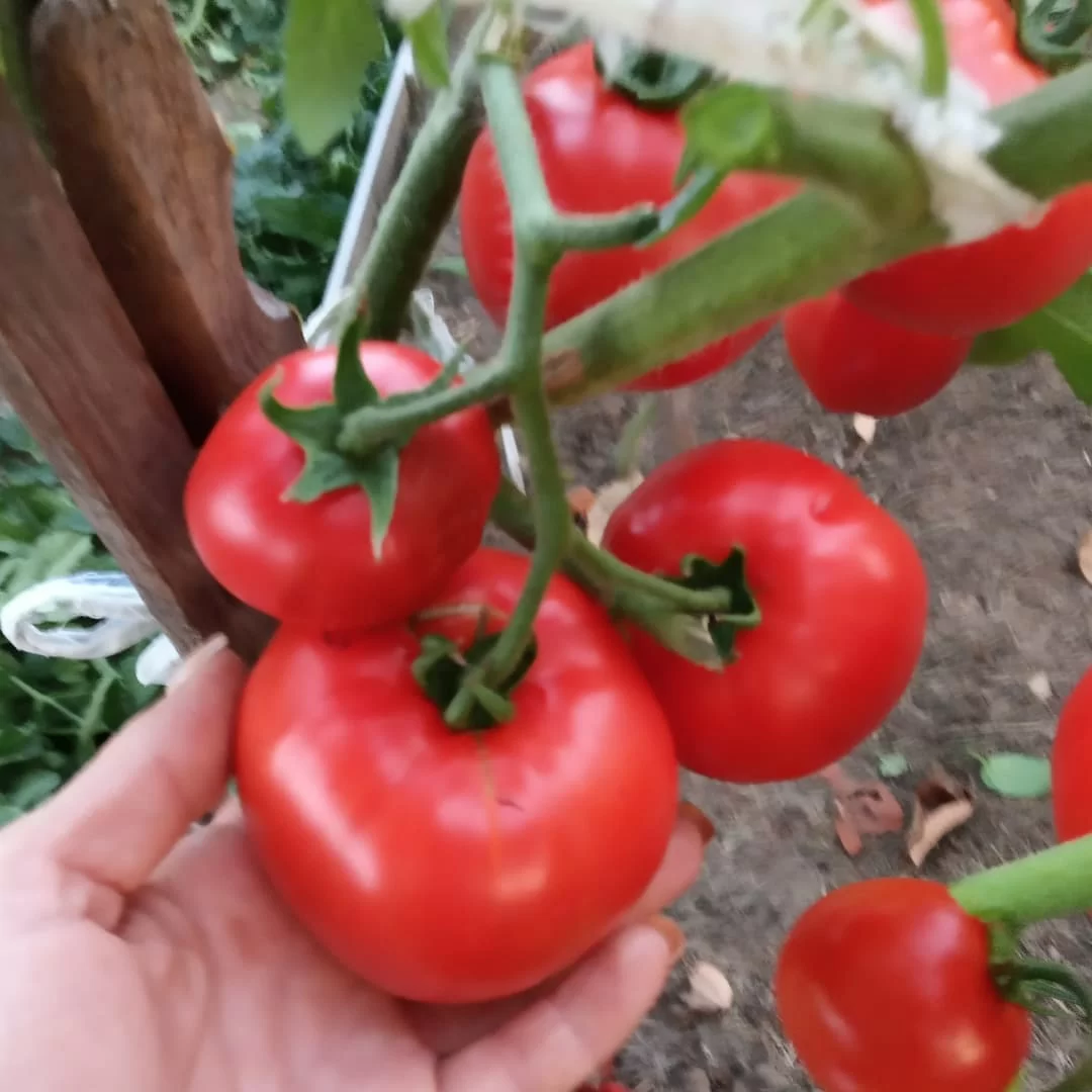 Томат Джина