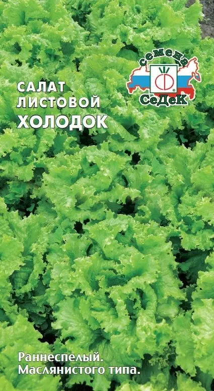 Салат листовой Холодок