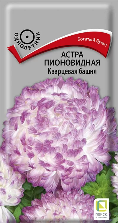 Астра пионовидная Кварцевая башня