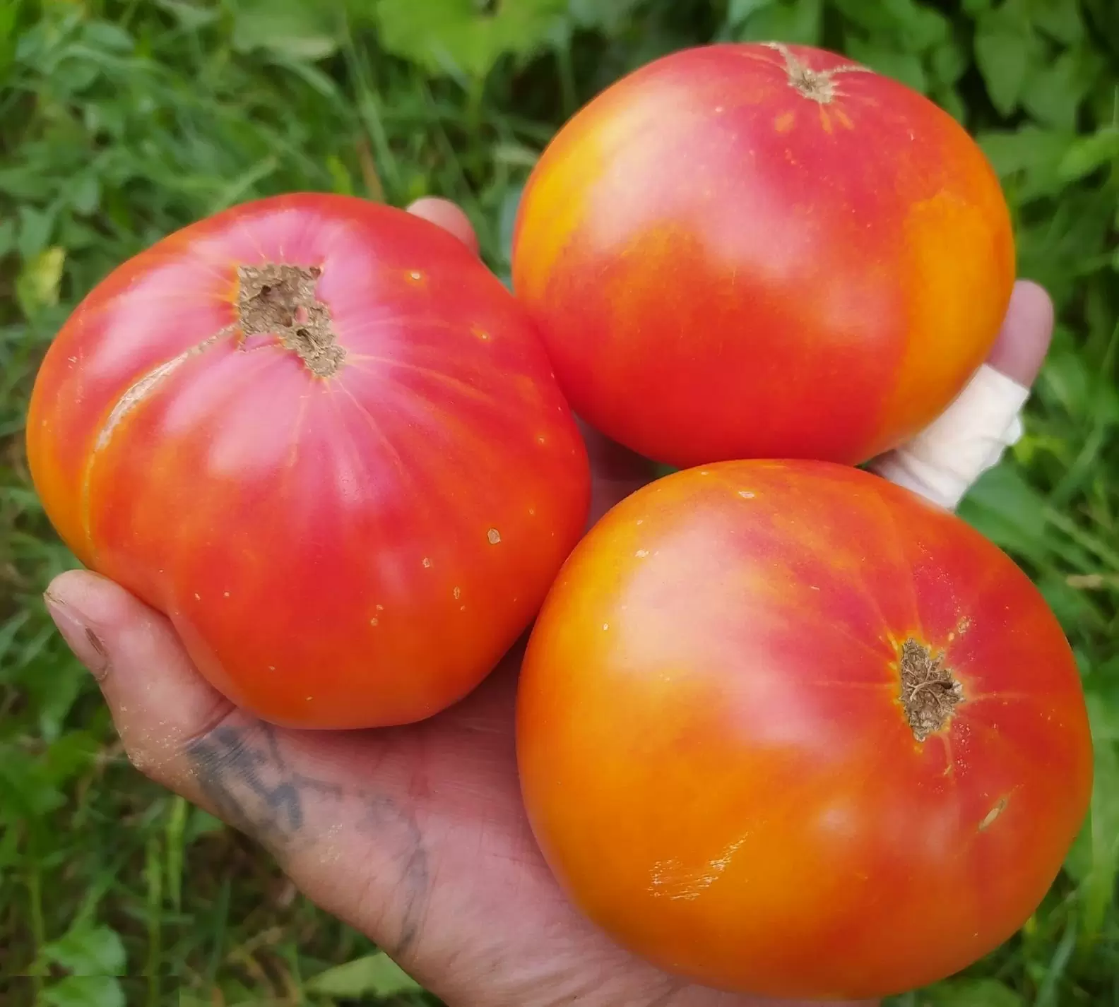 Томат Реликвия Родаса (Rhoades Heirloom)