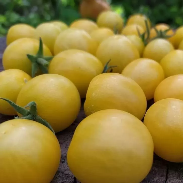 Томат Супер-сладкий жёлтый виноград (Super Sweet Yellow Grape)