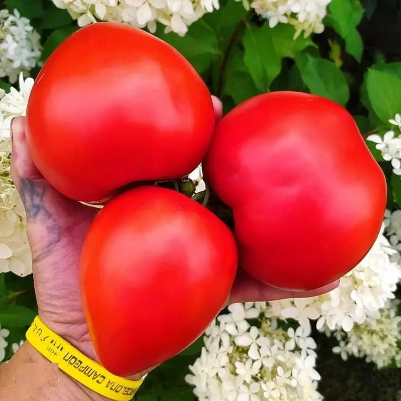 Томат Сердце Америки (American heart)