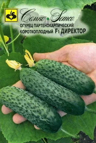 Огурец Директор F1 (Семко)