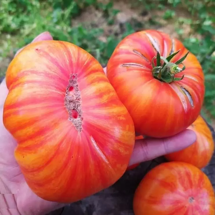 Томат Большой оранжевый полосатый (Big orange striped)