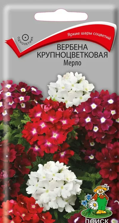 Вербена крупноцветковая Мерло 