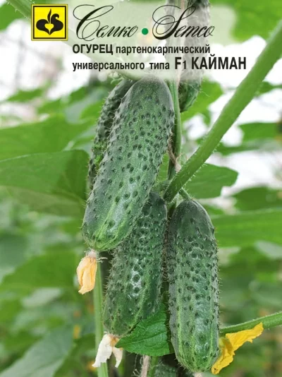 Огурец Кайман F1 (10 семян Семко 828652)
