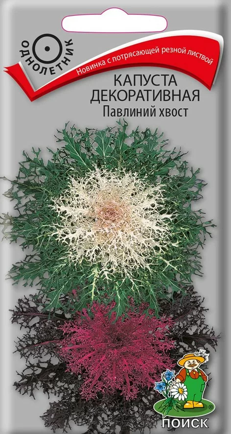 Капуста декоративная Павлиний хвост