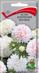 Астра Аполлония Крем-брюле