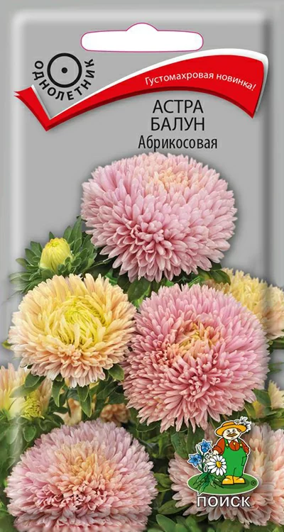 Астра Балун Абрикосовая (Поиск)