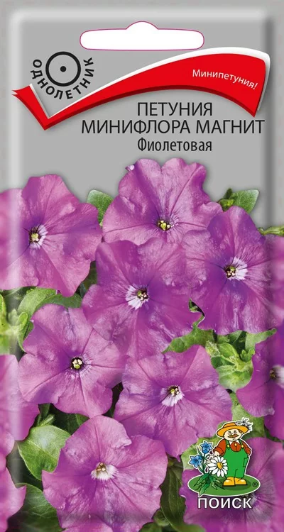 Петуния минифлора Магнит Фиолетовая 