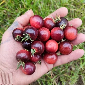 Томат Индиго черника (Indigo Blue Berries)