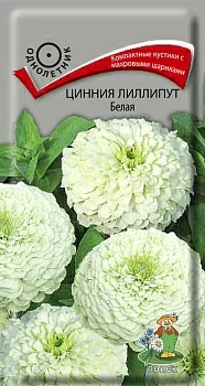 Цинния лиллипут Белая