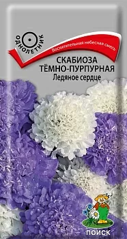 Скабиоза темно-пурпурная Ледяное Сердце 