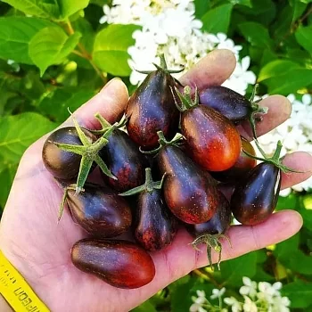 Томат Синий Кейес (Blue Keyes)
