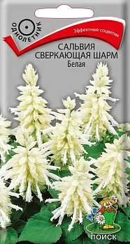 Сальвия сверкающая Шарм Белая