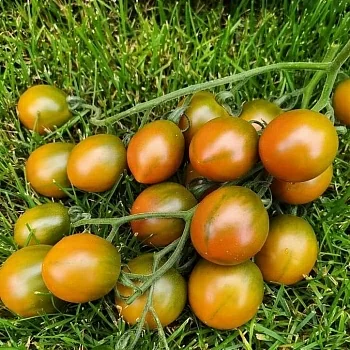 Томат Злая маслина (Olive evil)