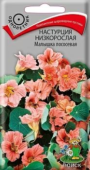 Настурция низкорослая Малышка лососевая 