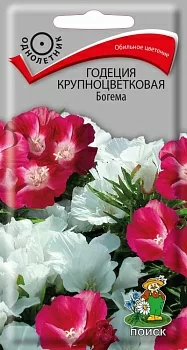 Годеция крупноцветковая Богема