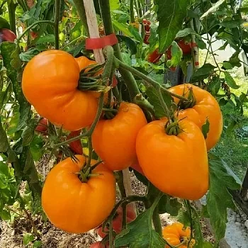 Томат Лискин нос (Оранжевое сердце)