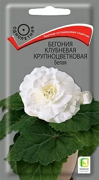 Бегония клубневая крупноцветковая Белая (Поиск)