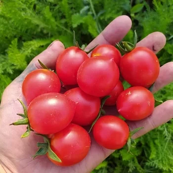Томат Гераниум кисс (Geranium kiss)