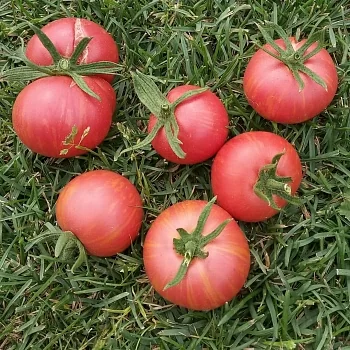Томат Граффити