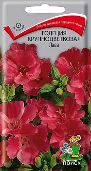 Годеция крупноцветковая Лава