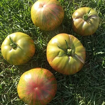 Томат Лимонные полоски чероки (Cherokee Lime Stripes)