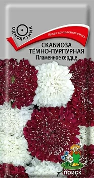 Скабиоза тeмно-пурпурная Пламенное Сердце 