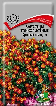 Бархатцы (Тагетес) тонколистные Красный самоцвет 