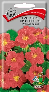 Настурция низкорослая Розовая вишня 