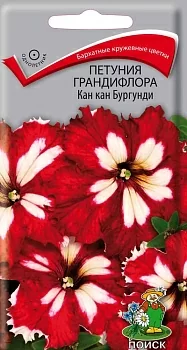 Петуния грандифлора Кан кан бургунди