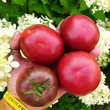 Томат Чёрный Крым (Black Krim)